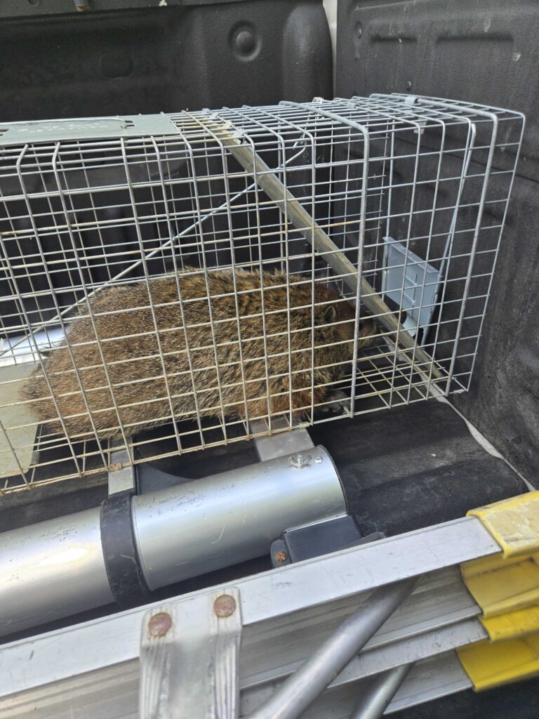 Wildlife Control Bloomingdale