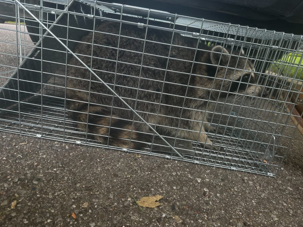 Wildlife Control Bloomingdale