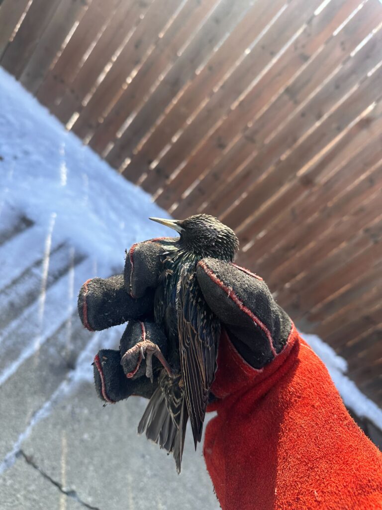 Wildlife Control Bloomingdale