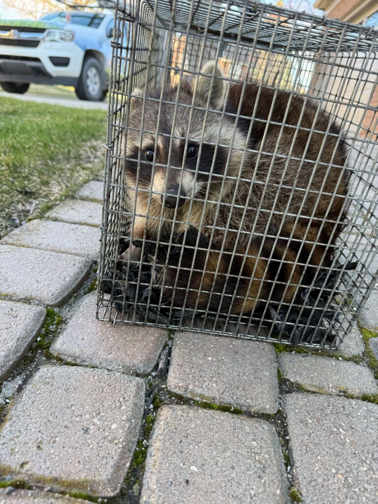 Wildlife Control Bloomingdale