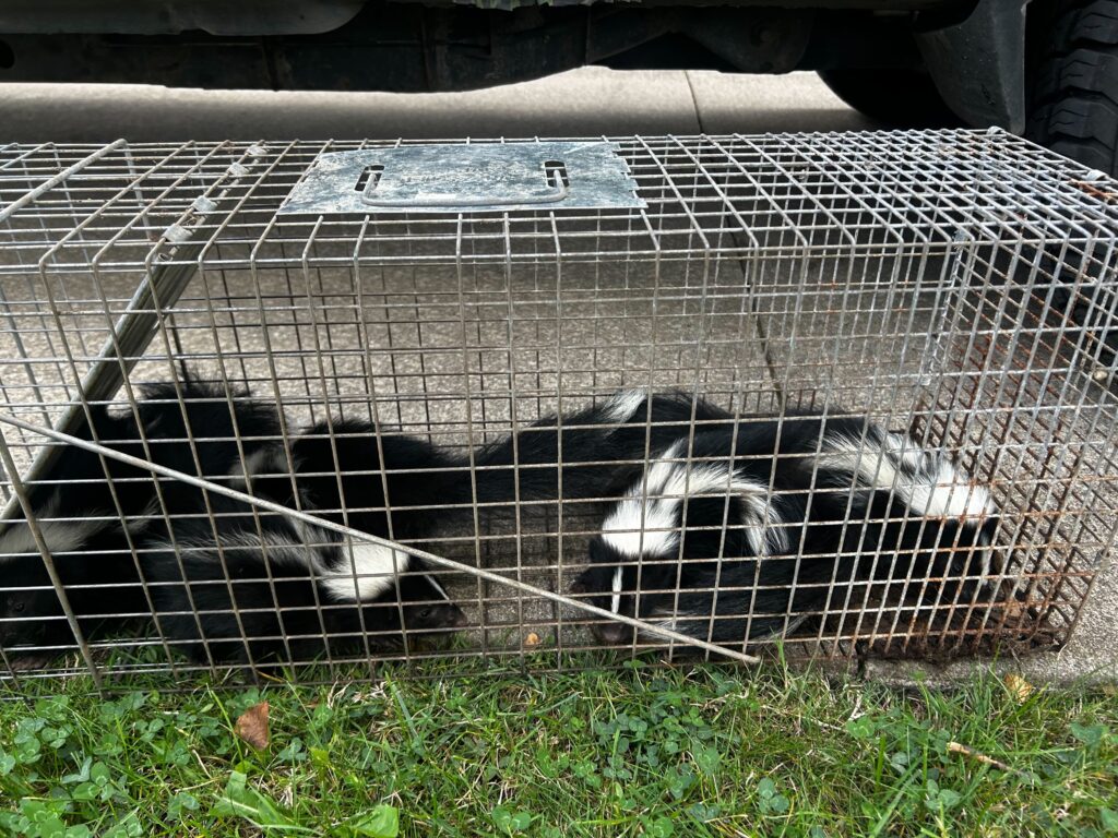 Wildlife Control Bloomingdale